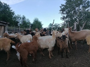 Capre și iezi de vânzare.