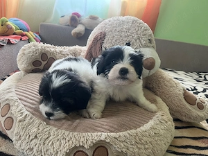 Pui Bichon Havanez (Talie Mică) Alb cu Negru - Foarte Jucăuși și Sănătoși - imagine 3
