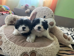 Pui Bichon Havanez (Talie Mică) Alb cu Negru - Foarte Jucăuși și Sănătoși