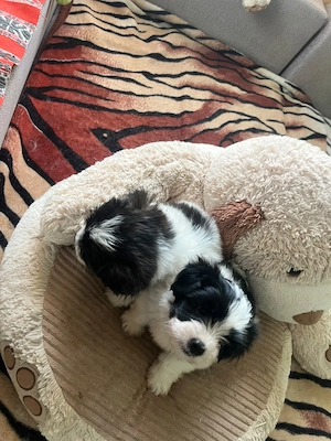 Pui Bichon Havanez (Talie Mică) Alb cu Negru - Foarte Jucăuși și Sănătoși - imagine 4