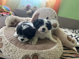 Pui Bichon Havanez (Talie Mică) Alb cu Negru - Foarte Jucăuși și Sănătoși - imagine 2