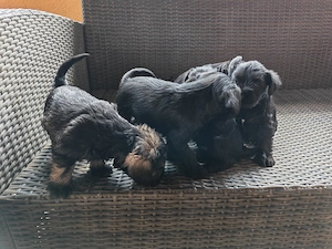 Schnauzer pitic de vanzare - imagine 3
