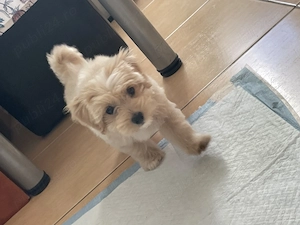 Băiețel Maltipoo - imagine 3