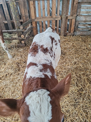 Vând doua vitele una baltata și una belga