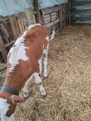 Vând doua vitele una baltata și una belga - imagine 3