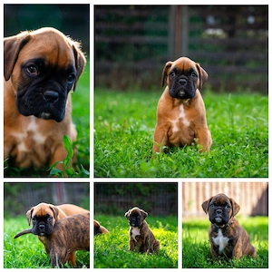 Vând pui boxer german
