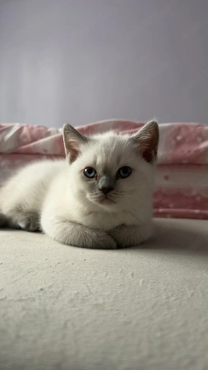 Scottish fold si Brittish shorthair de vanzare - imagine 3