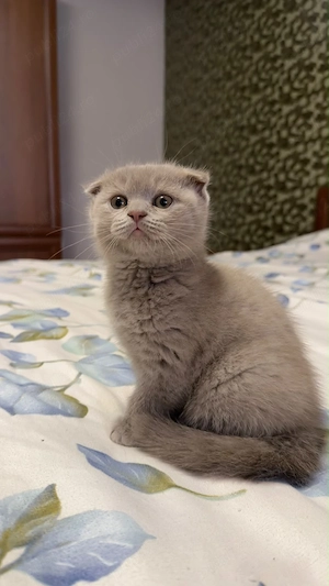 Scottish fold si Brittish shorthair de vanzare