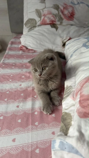Scottish fold si Brittish shorthair de vanzare - imagine 5