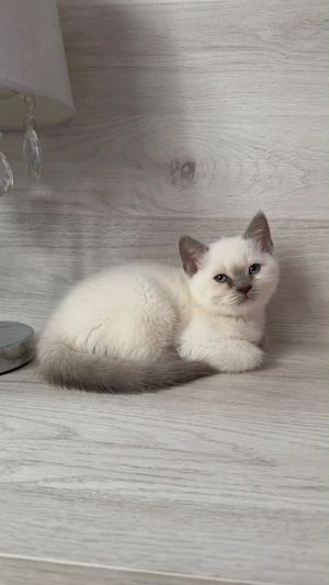 Scottish fold si Brittish shorthair de vanzare - imagine 2