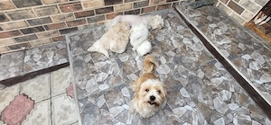 Vând Bichon Maltez 