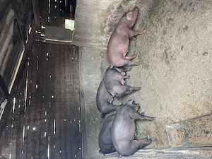 Porci de vanzare - imagine 4