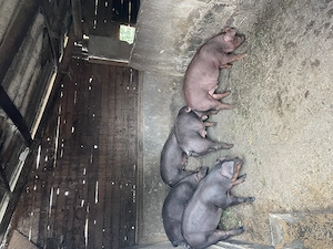 Porci de vanzare - imagine 2