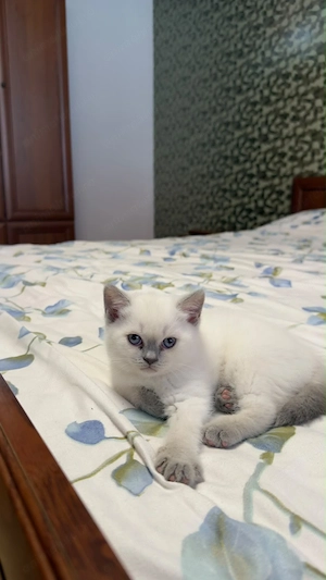 Scottish fold si Brittish shorthair de vanzare - imagine 2