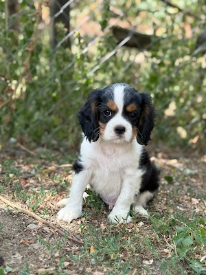 Cavalier king charles tricolor baietel - imagine 4