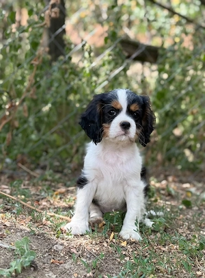Cavalier king charles tricolor baietel - imagine 2