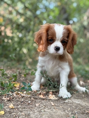 Cavalier king charles blenheim - imagine 5