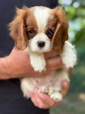 Cavalier king charles blenheim - imagine 3