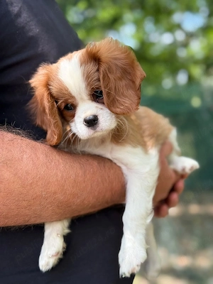Cavalier king charles blenheim - imagine 4
