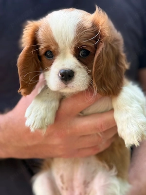 Cavalier king charles fetita blenheim