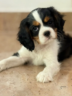 Cavalier king charles baietel tricolor - imagine 2