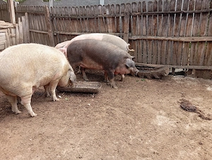 Porci Mari de Țară 