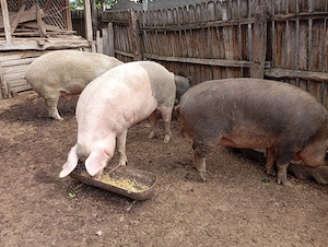 Porci Mari de Țară.