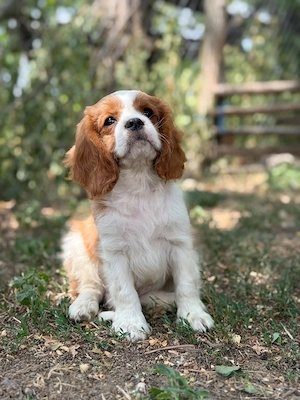 Cavalier king Charles baietel 