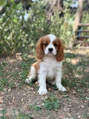 Cavalier king charles baietel blenheim - imagine 4