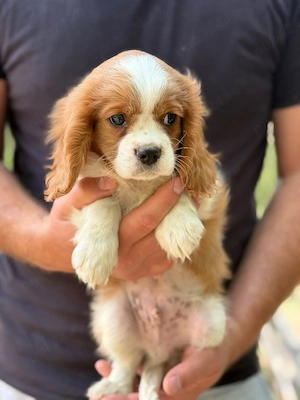 Cavalier king charles baietel blenheim - imagine 2