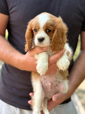 Cavalier king Charles baietel  - imagine 3