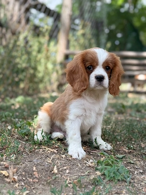 Cavalier king charles baietel blenheim - imagine 3