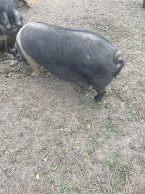 Porc Scroafa Bazna  - imagine 4