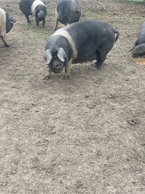Porc Scroafa Bazna 