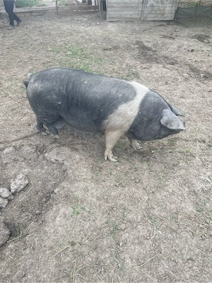 Porc Scroafa Bazna  - imagine 2
