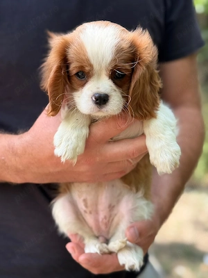 Cavalier king charles fetita blenheim - imagine 4
