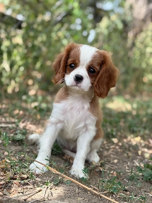 Cavalier king charles fetita blenheim - imagine 5