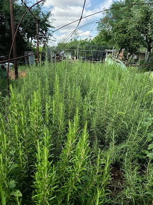 Rozmarin cultivat fara pesticide!