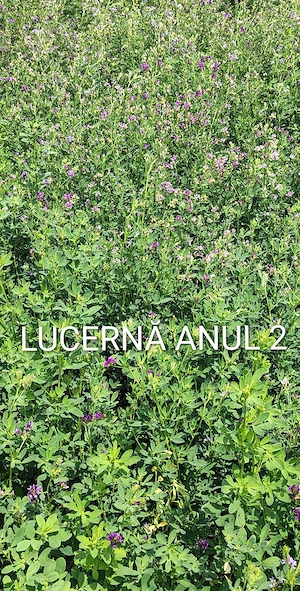 Lucernă 11.7 HA ptr sămânță