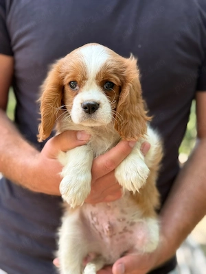 Cavalier king charles baietel blenheim - imagine 5