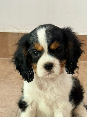 Cavalier king charles baietel tricolor - imagine 4