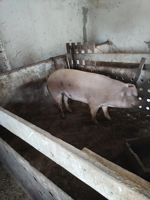 vand porci - imagine 2