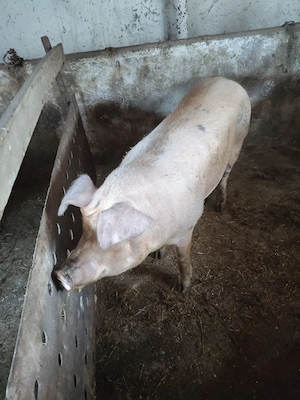 vand porci - imagine 4