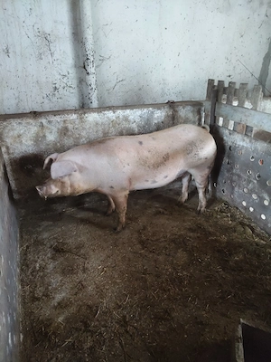 vand porci - imagine 3