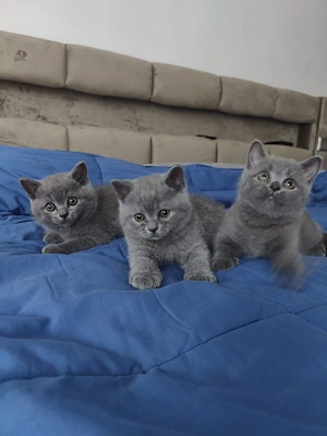 British Shorthair Bacău  - imagine 4