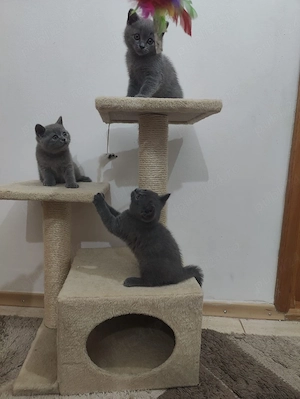 British Shorthair Bacău  - imagine 5