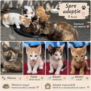 pisicute spre adoptie 