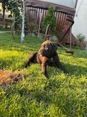Cane Corso - imagine 3