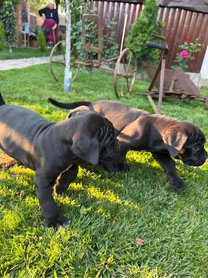 Cane Corso