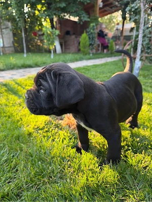 Cane Corso